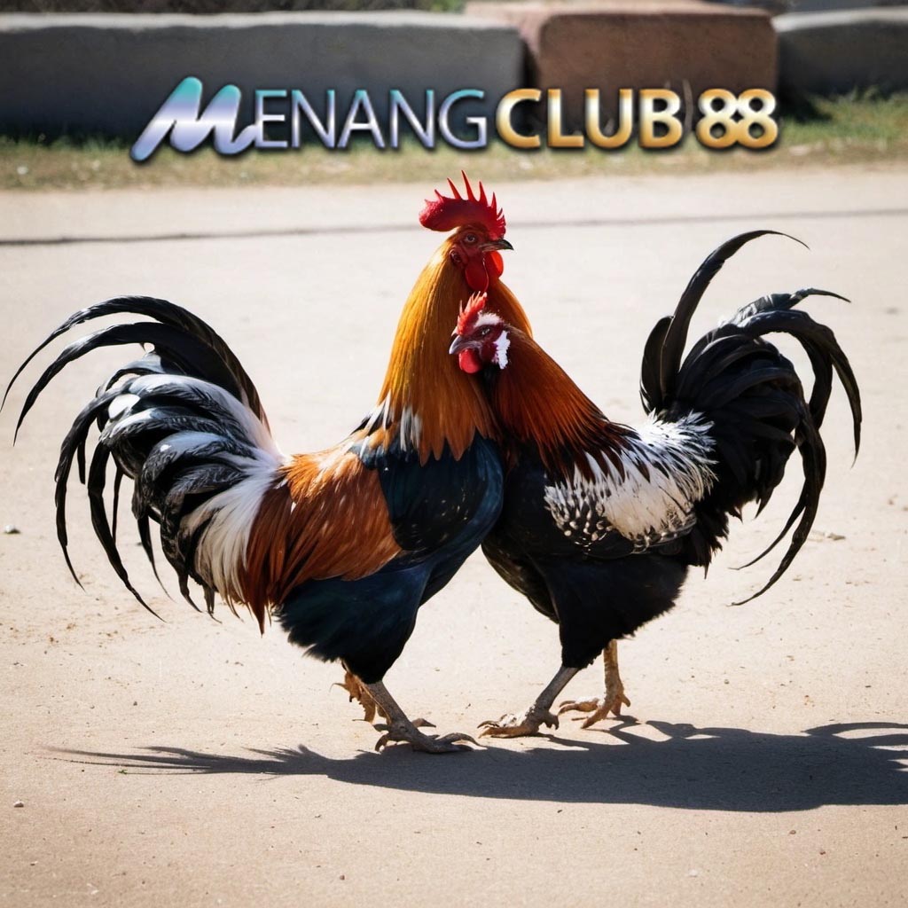 Menangclub88 > Situs Link Daftar Sabung Ayam Online SV388